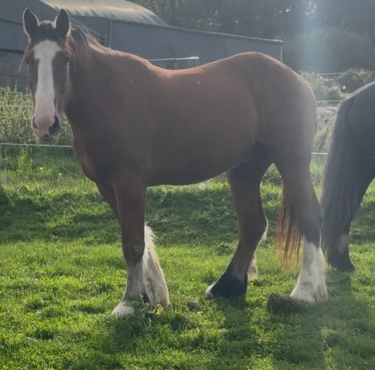 3yr old cobs going to Granard Mart - Image 4