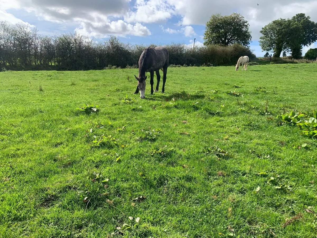 Young stock going to granard mart - Image 2