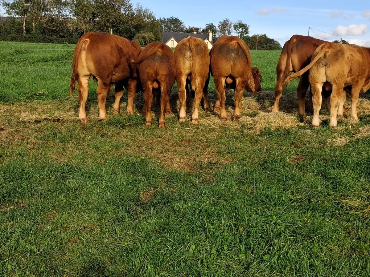 Cattle - Image 2