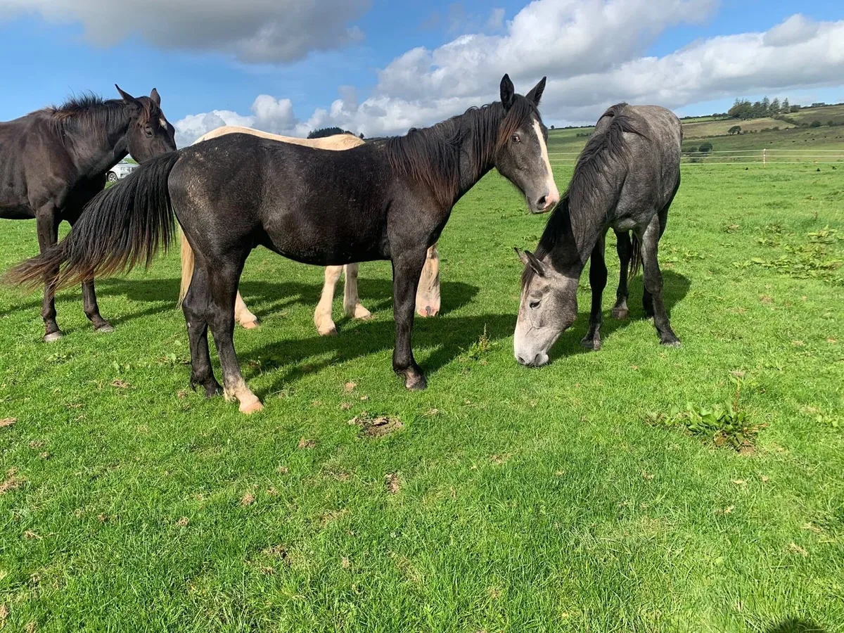 Young stock going to granard mart - Image 3
