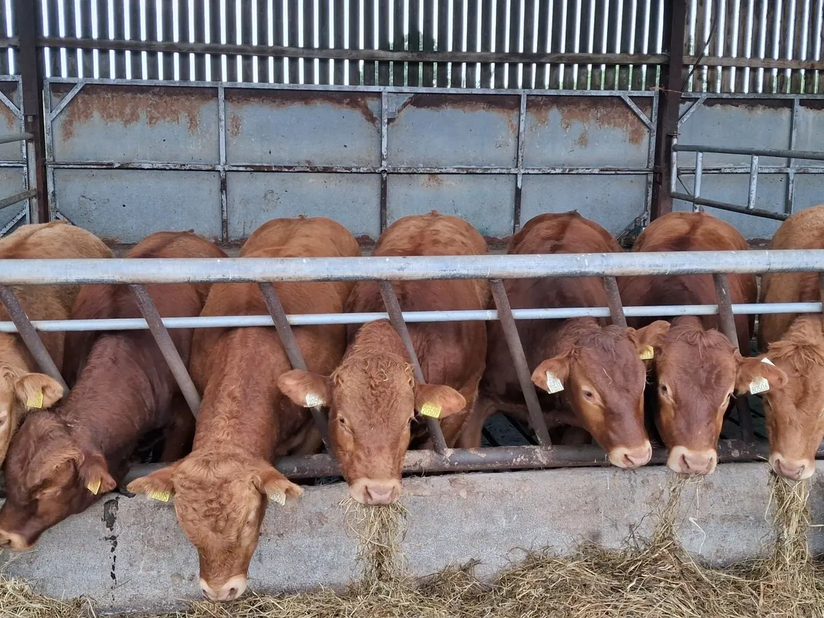 Cattle - Image 1
