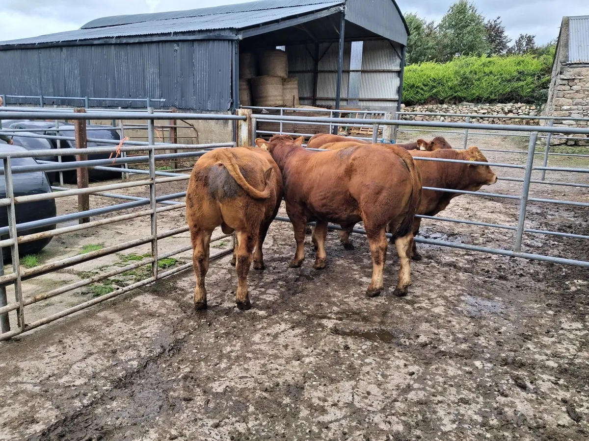 Cattle - Image 4