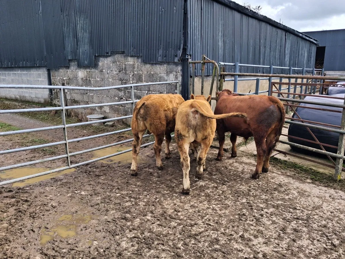Cattle - Image 3
