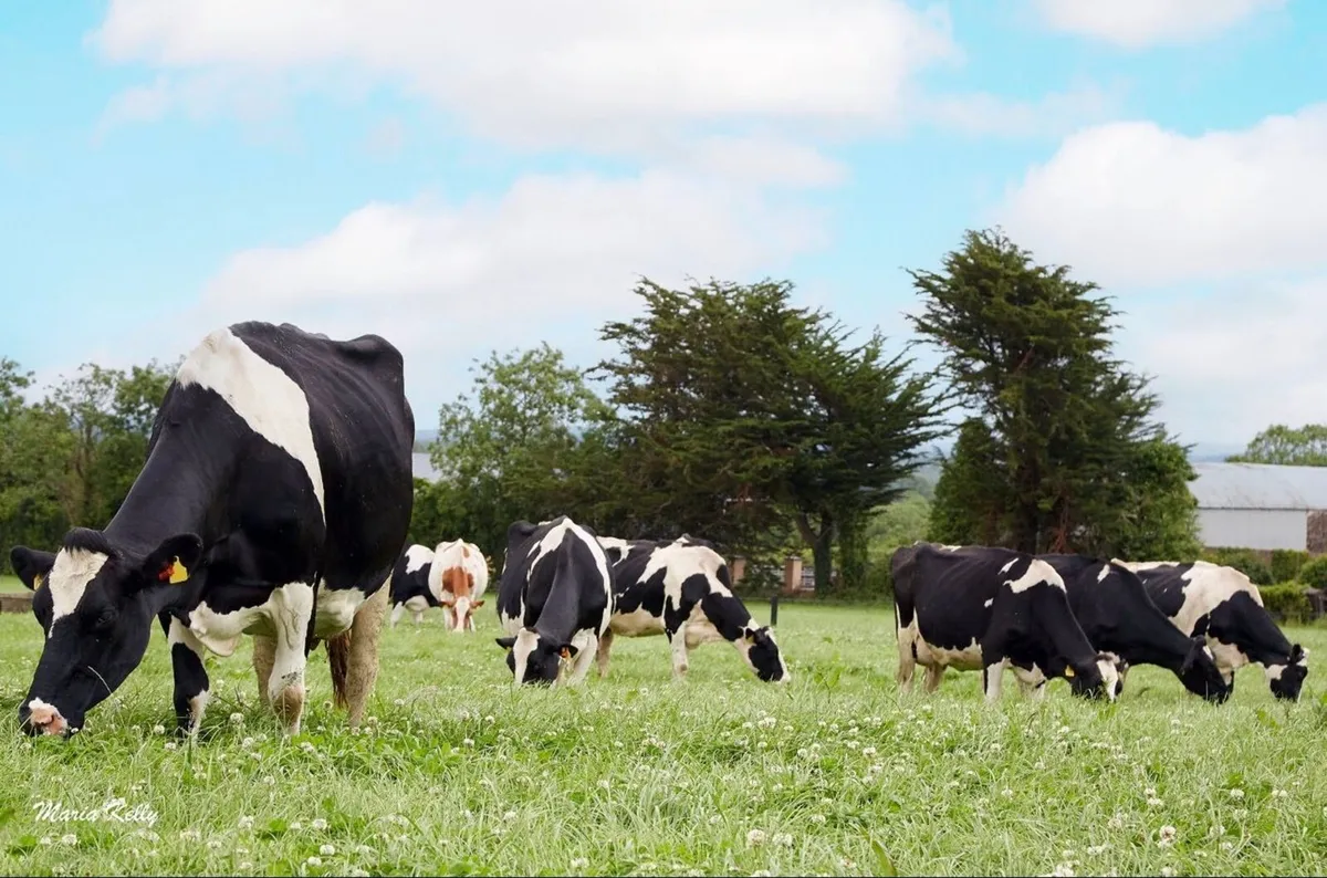 Holstein Friesian Draft sale 26th Sept