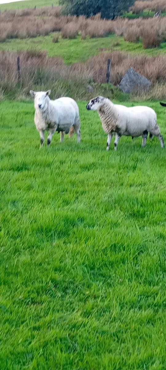 Rams - Image 1