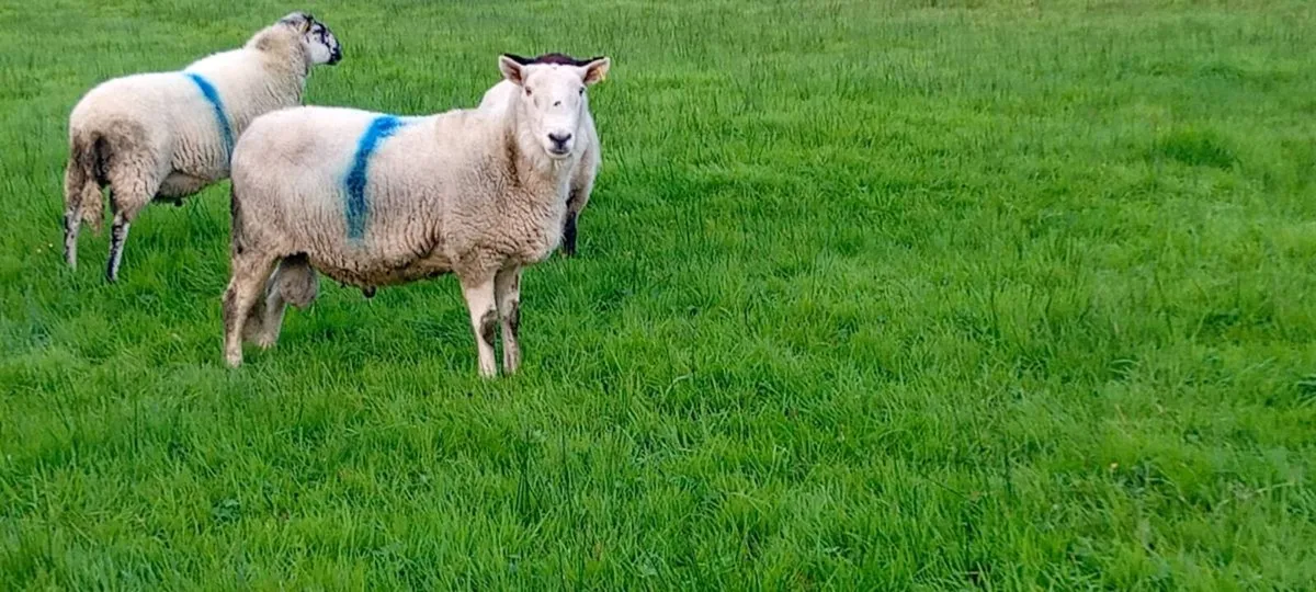 Rams - Image 2