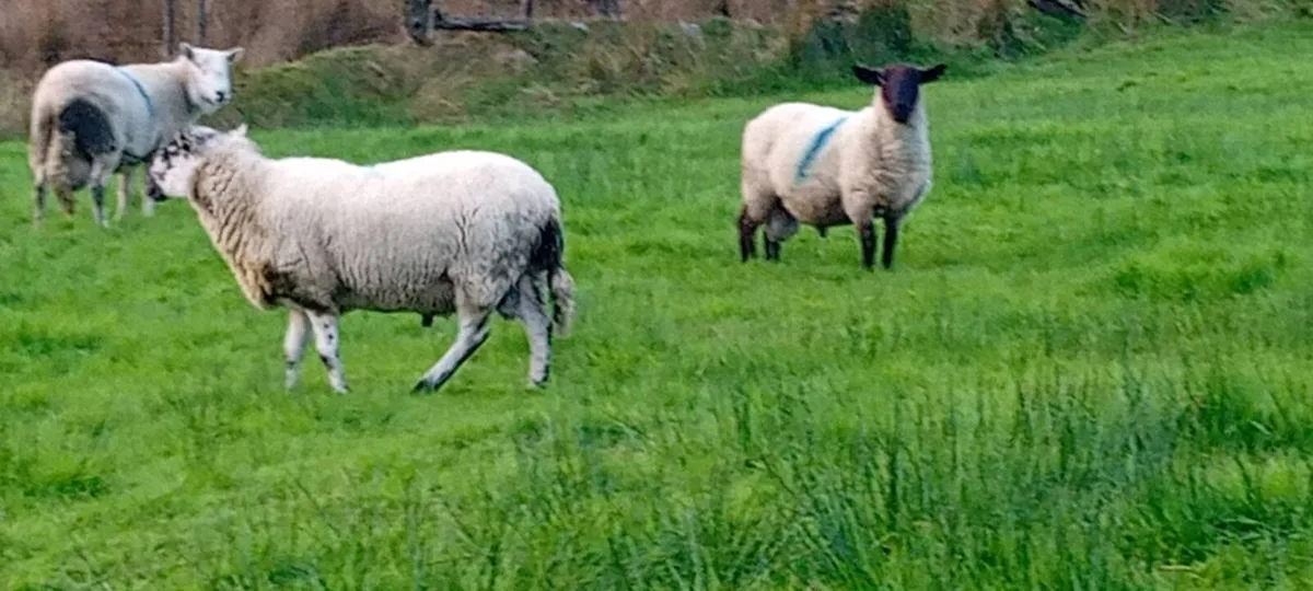 Rams - Image 3