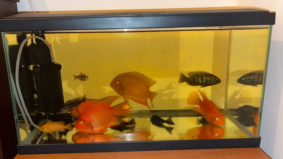 Fish tank for sale with fish - Image 2