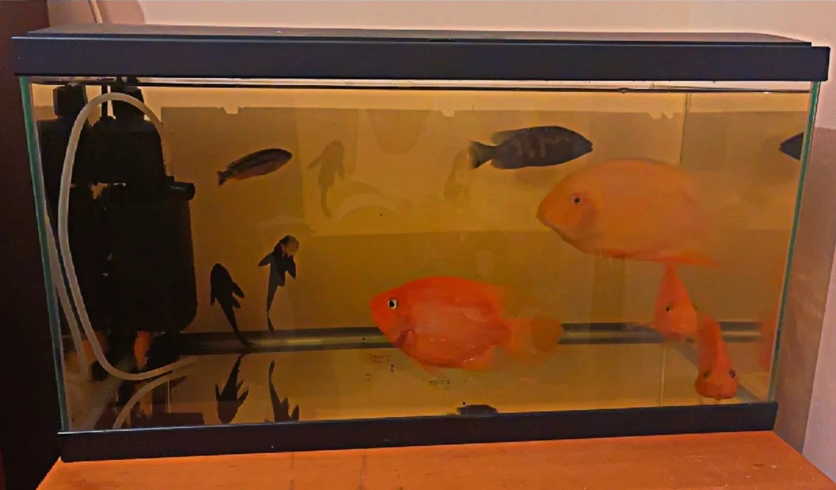 Fish tank for sale with fish - Image 1