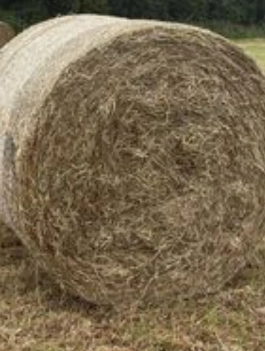 Round bales of Hay for Sale - Image 4