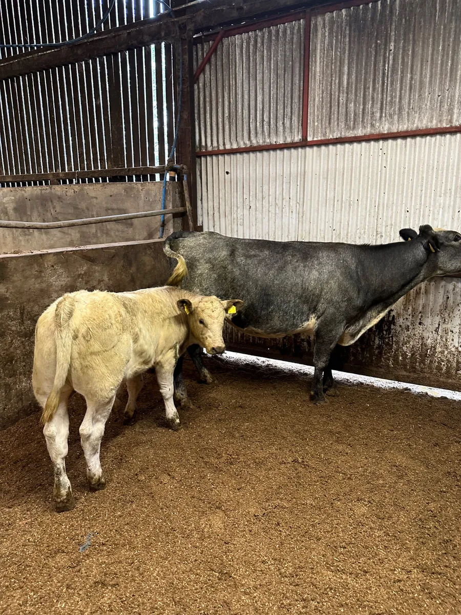 Blue cow with Charolais bull - Image 3