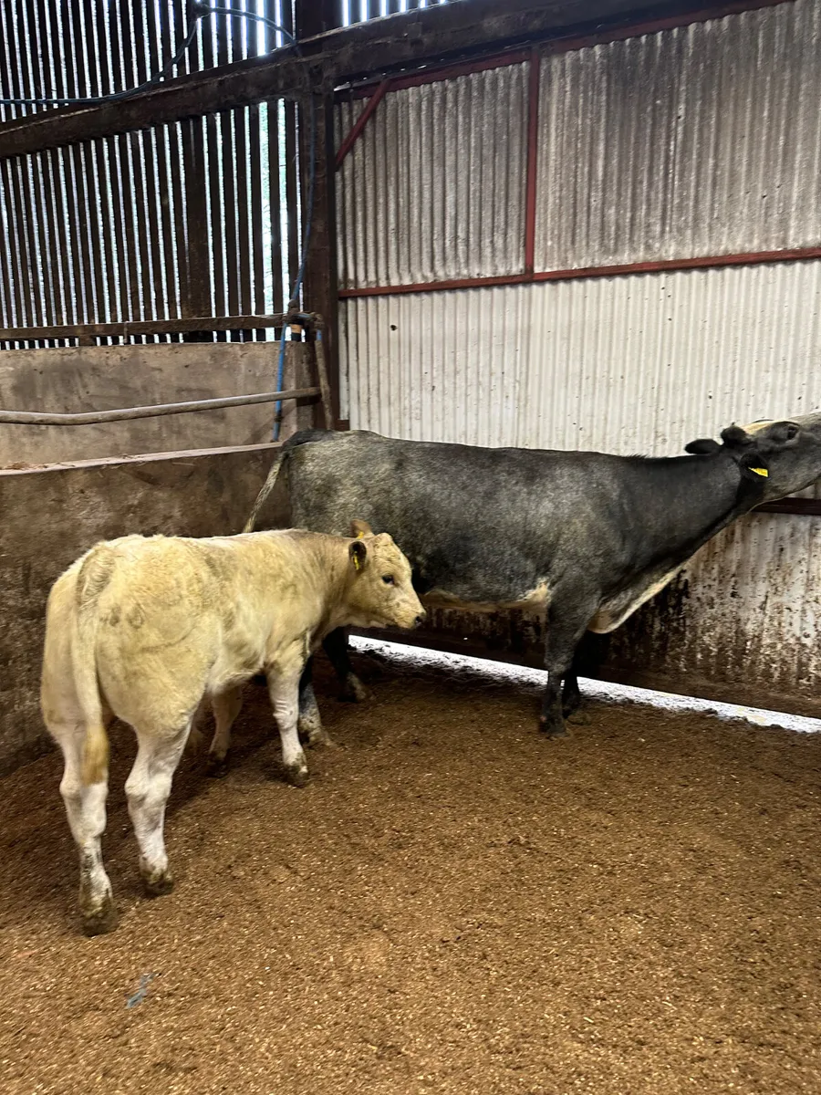 Blue cow with Charolais bull - Image 2