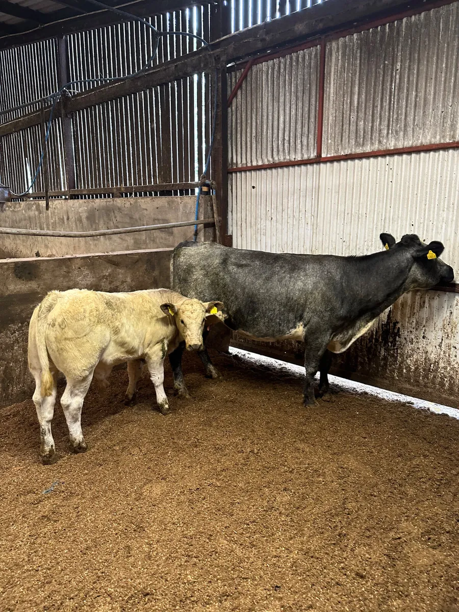 Blue cow with Charolais bull - Image 1