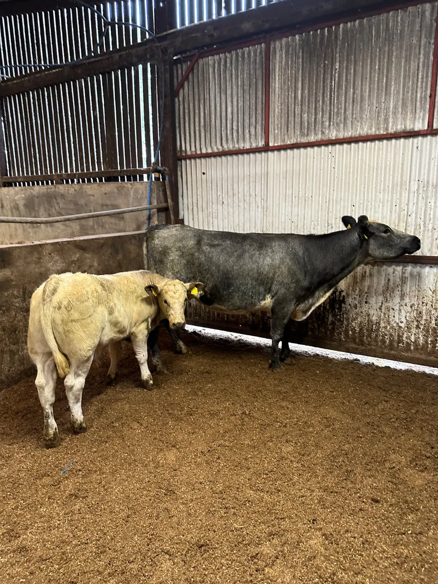 Blue cow with Charolais bull - Image 4