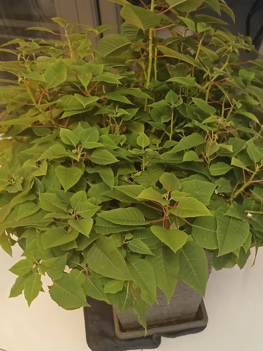 Plant - Image 3