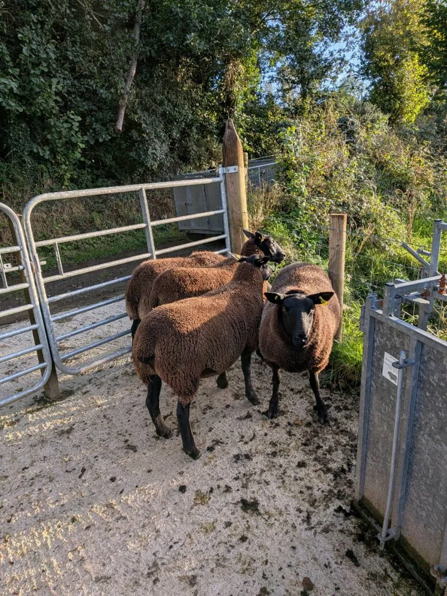 BLACK HOGS - Image 1
