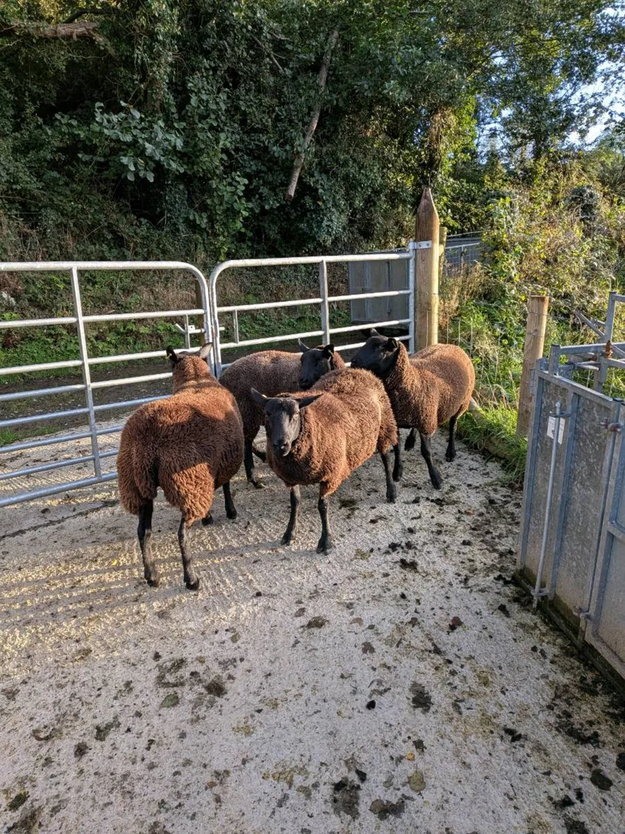 BLACK HOGS - Image 4