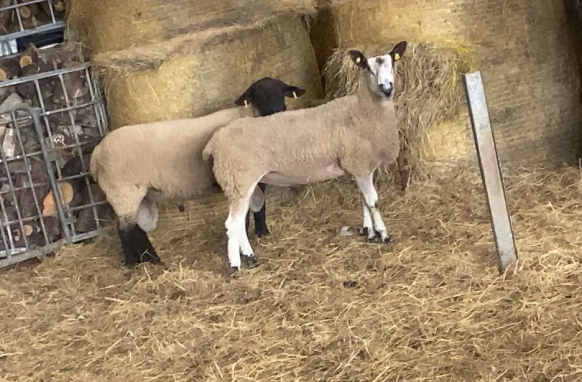 Hogget Ram - Image 2