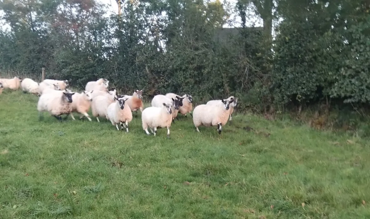 Brockie Ewe lambs - Image 2