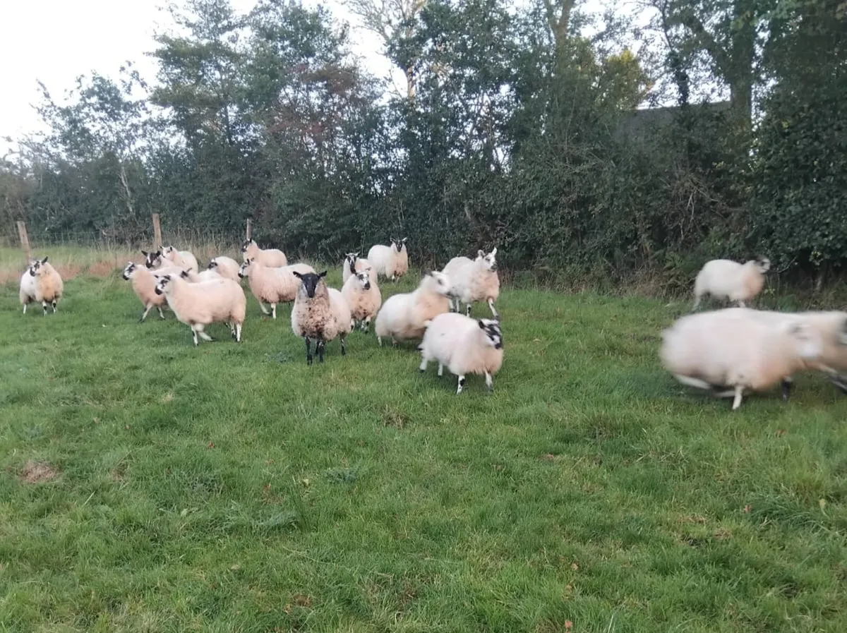 Brockie Ewe lambs - Image 3