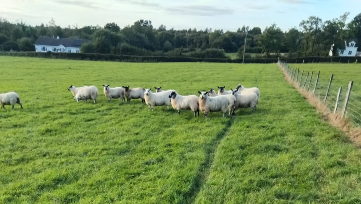 Brockie Ewe lambs - Image 1