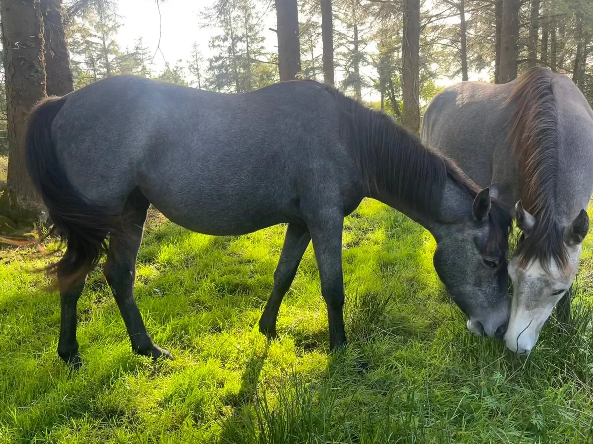 2yo Connie x Tb gelding - Image 2