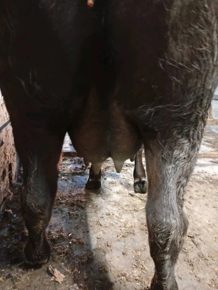 Foster heifer - Image 2