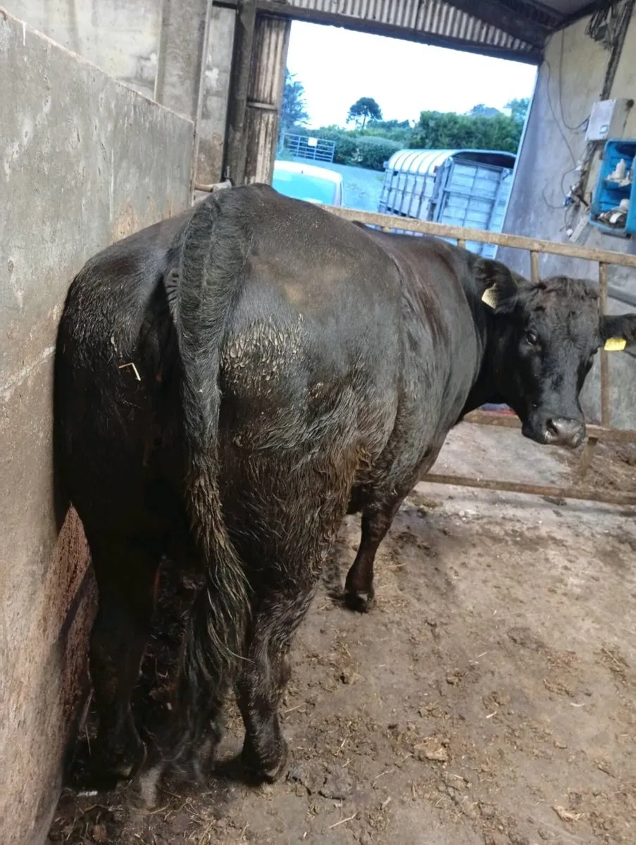Foster heifer - Image 1
