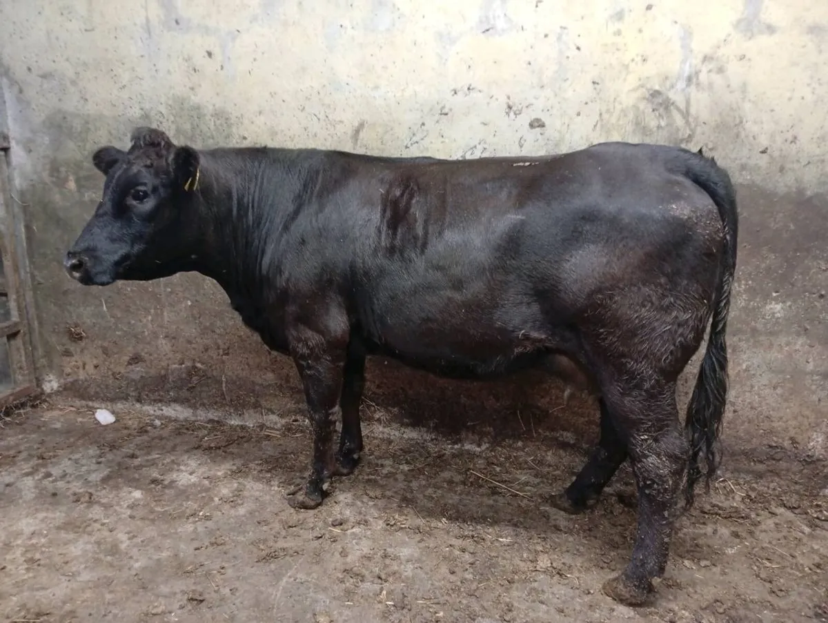 Foster heifer - Image 4