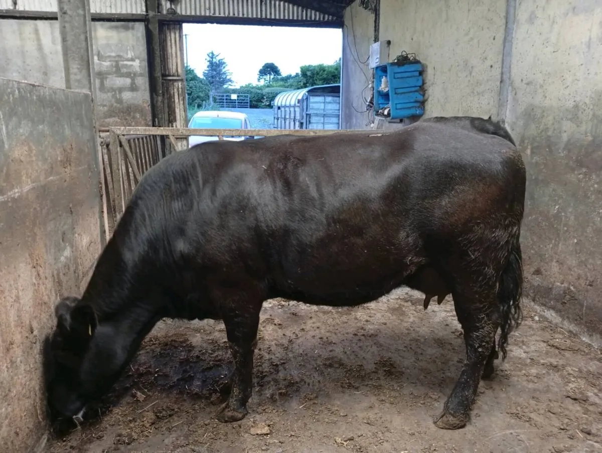 Foster heifer - Image 3