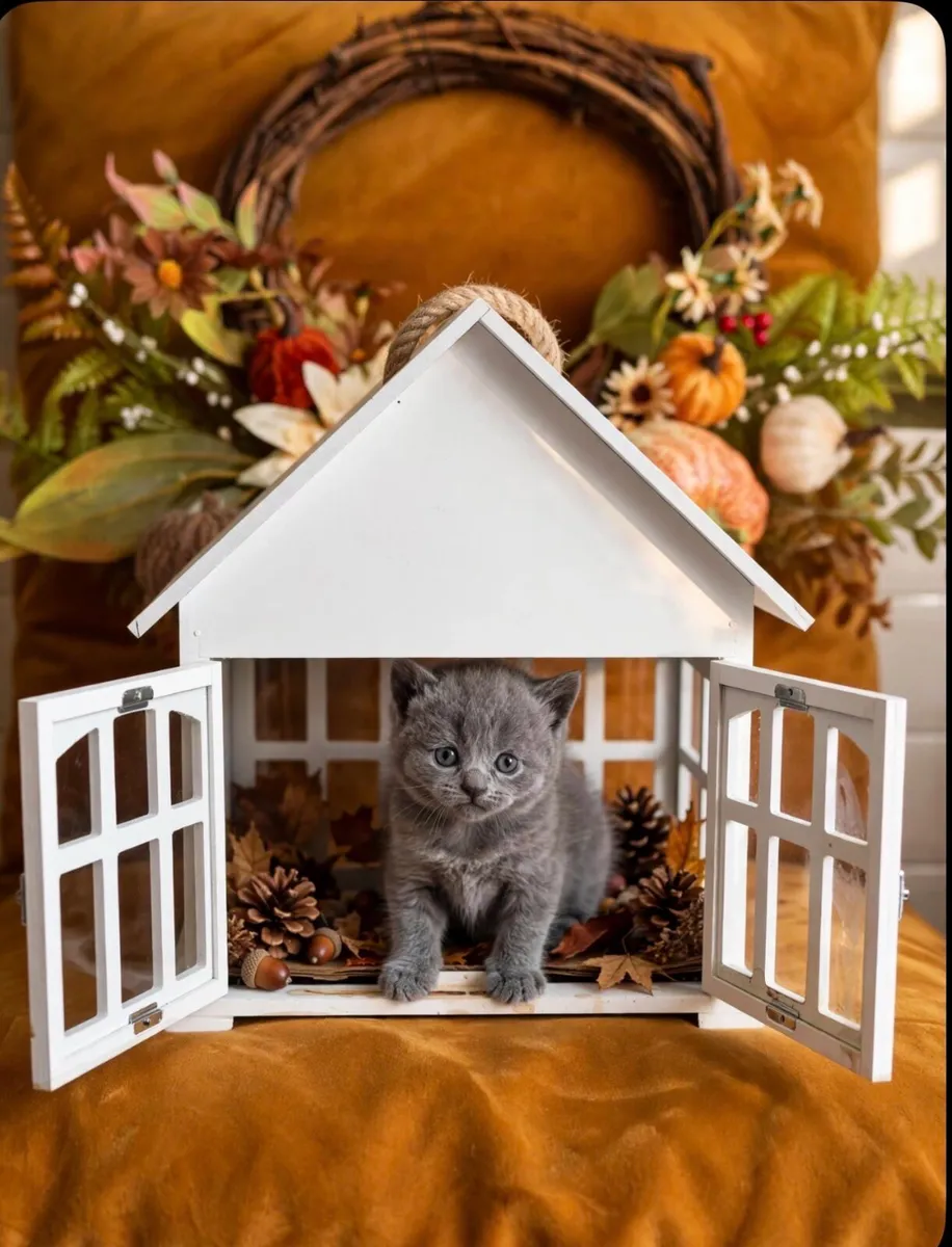 Blue British Shorthair - Image 3