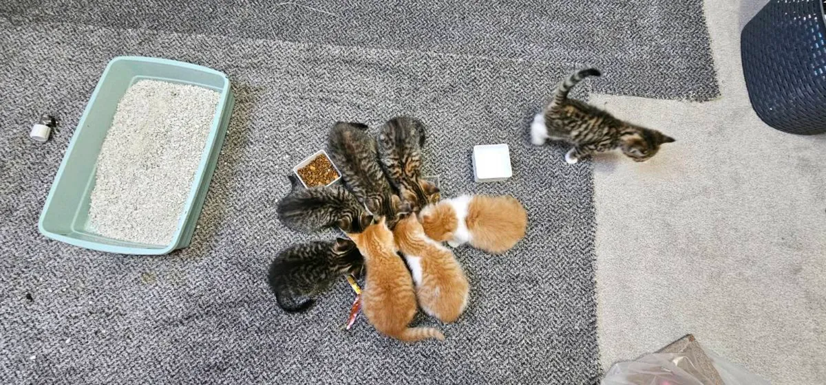 Kittens