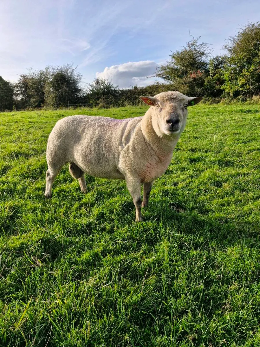 PBR Vendeen Ram SIS - Image 1