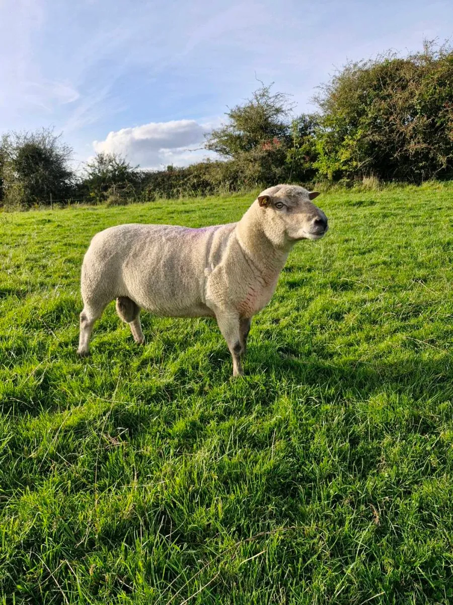 PBR Vendeen Ram SIS - Image 2