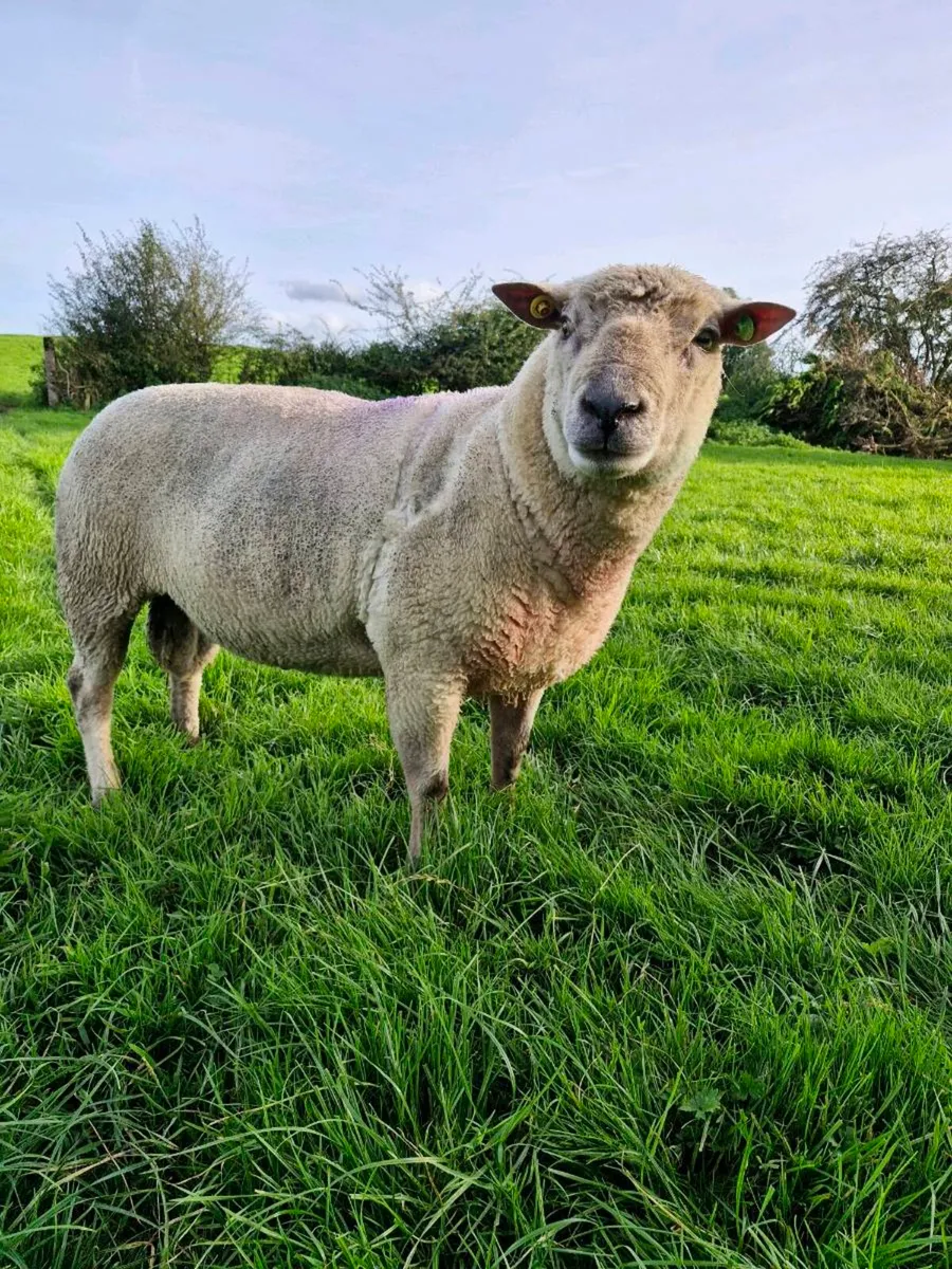 PBR Vendeen Ram SIS - Image 3