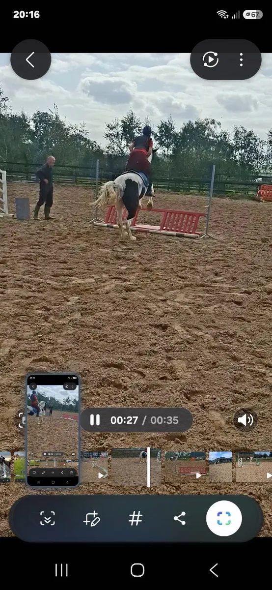14.2hh Pony - Image 1