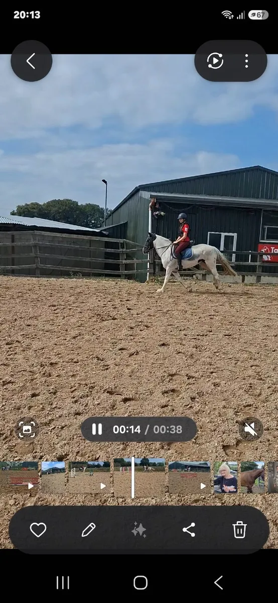 14.2hh Pony - Image 3
