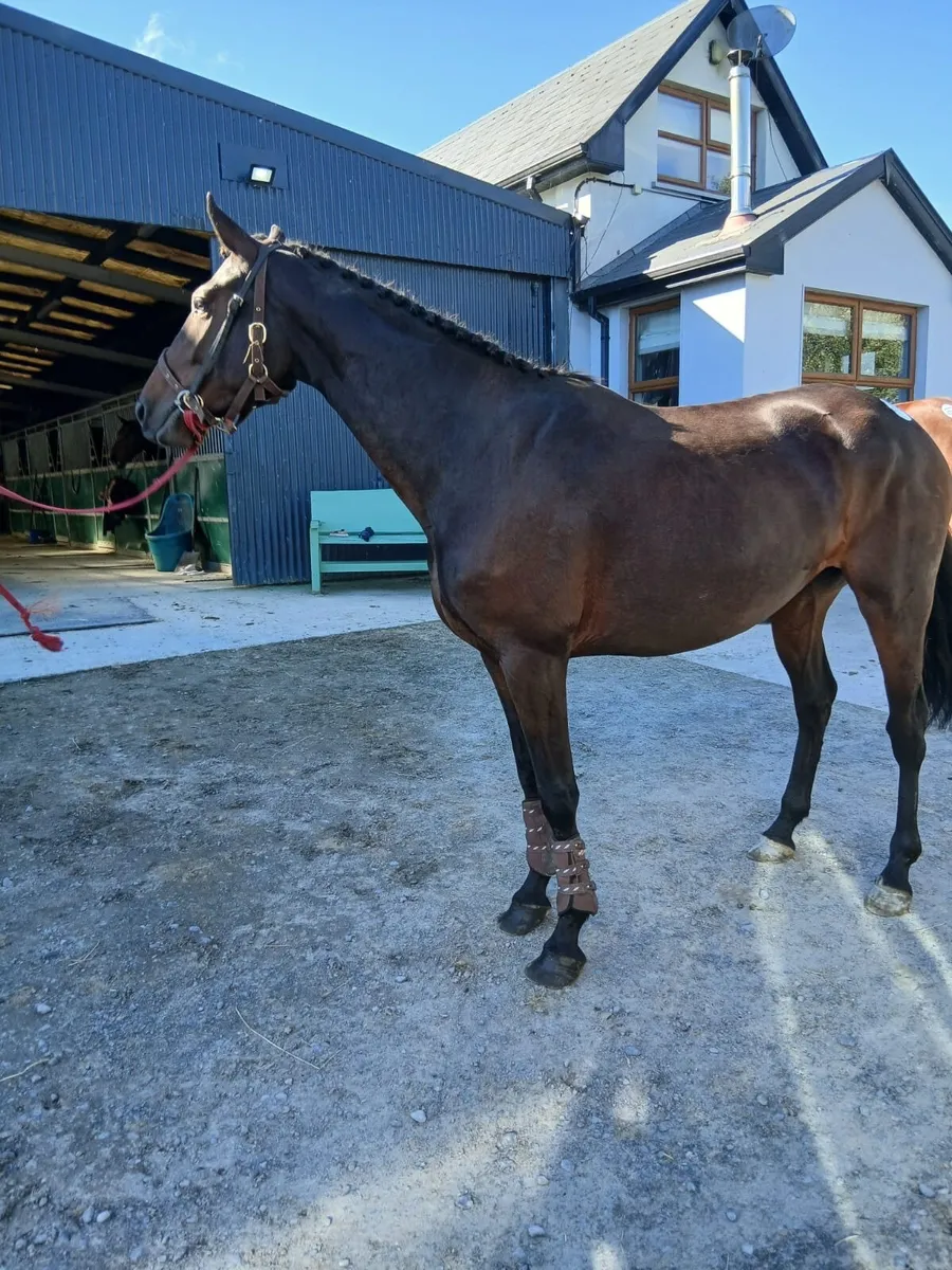 Horse - Image 1