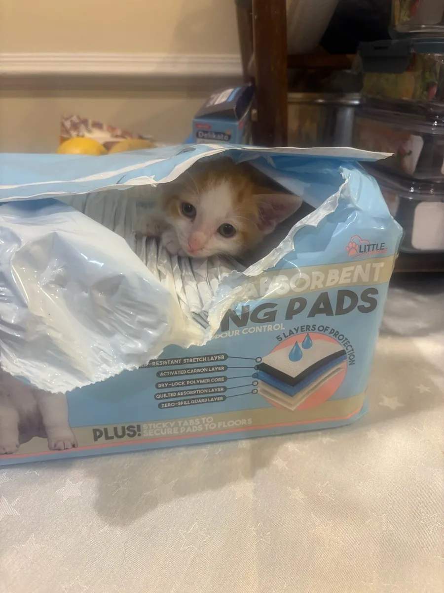 Kittens - Image 1