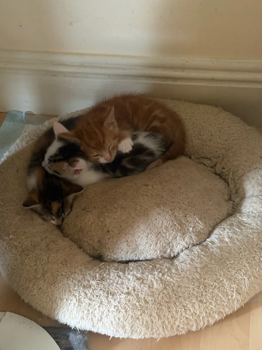 Kittens - Image 2