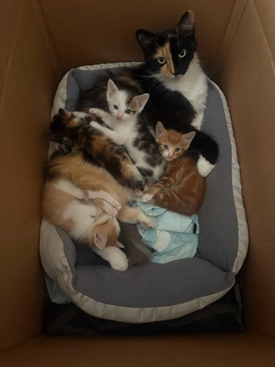 Kittens - Image 3