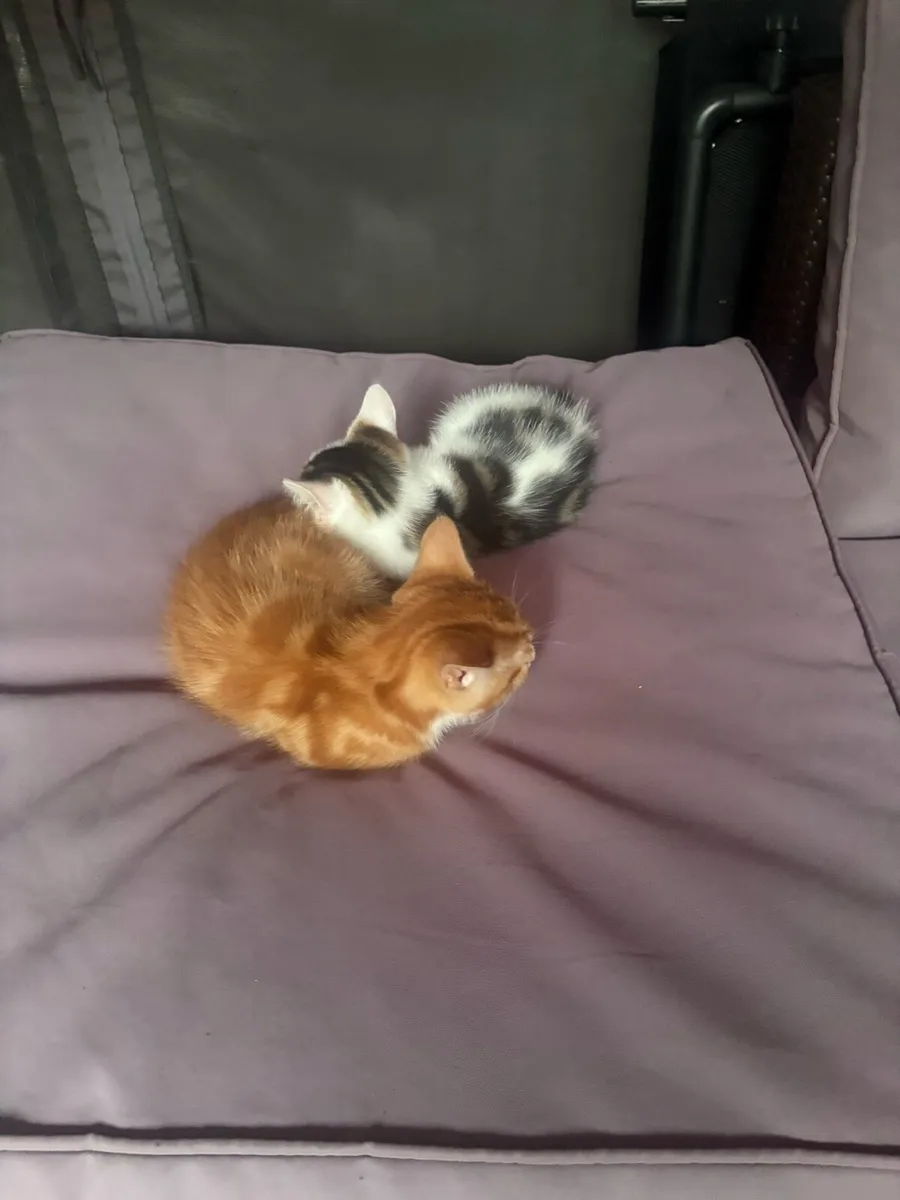 Kittens - Image 4