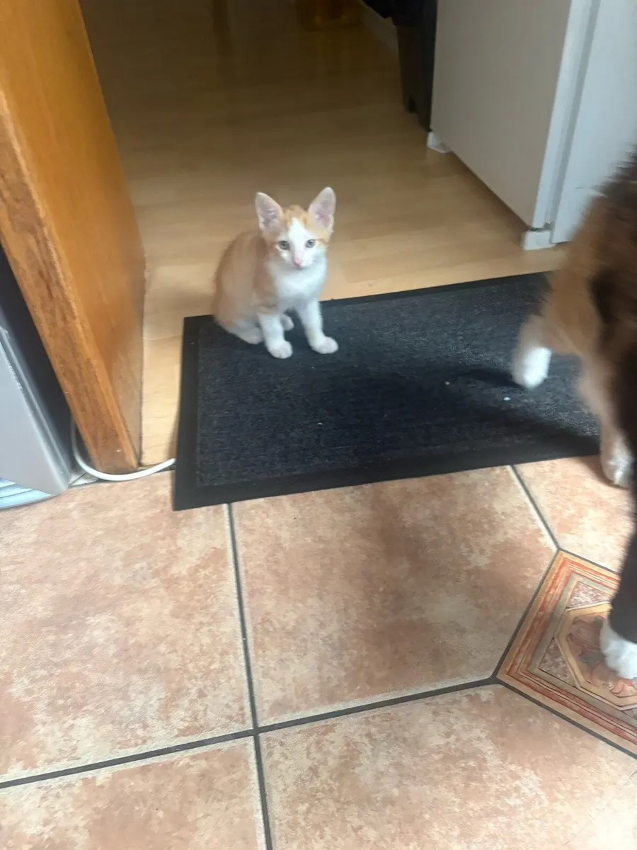 Kittens - Image 4