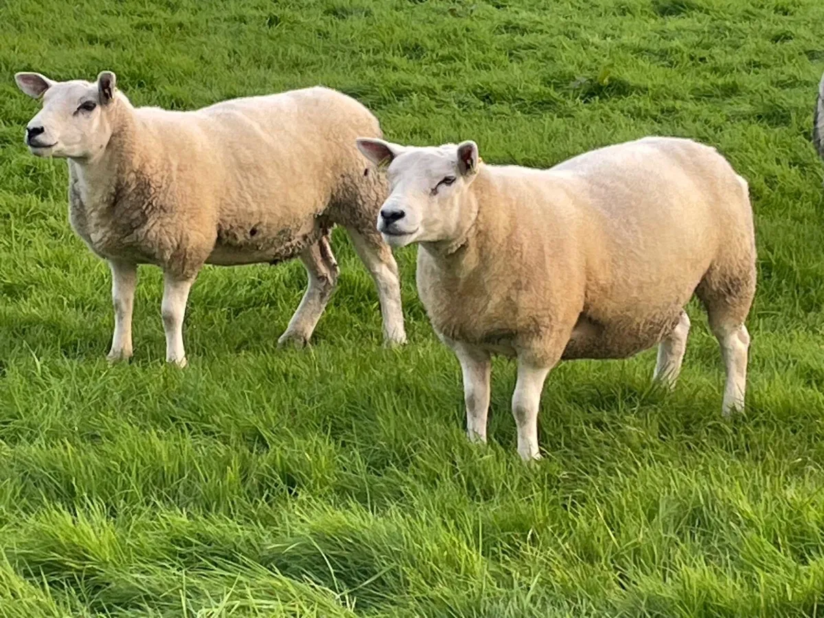 Top quality Texel hoggets - Image 4