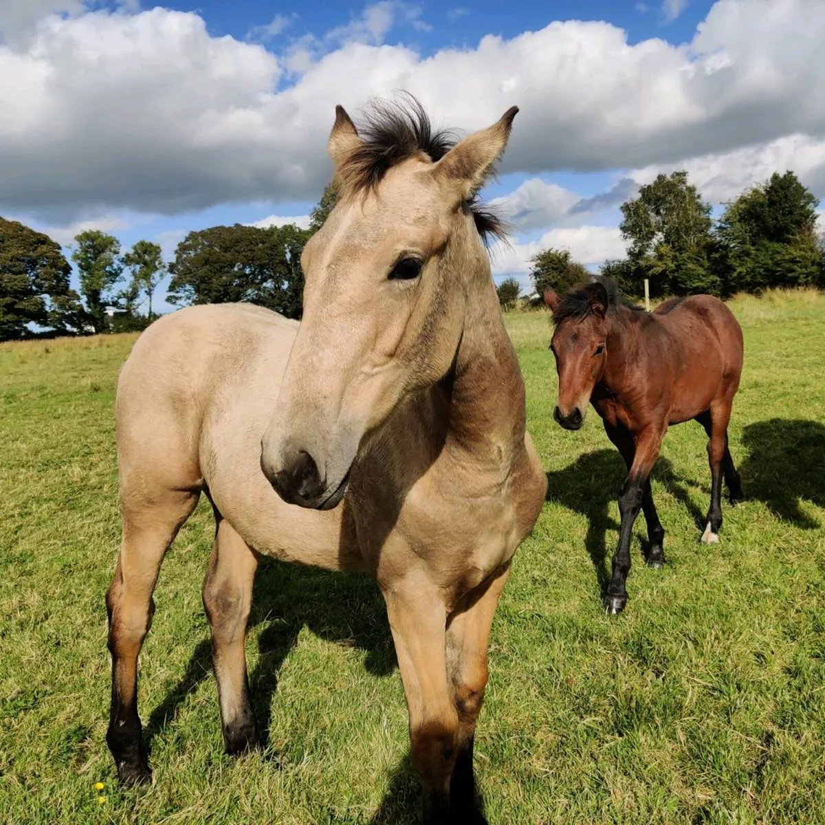 Foals for sale - Image 1