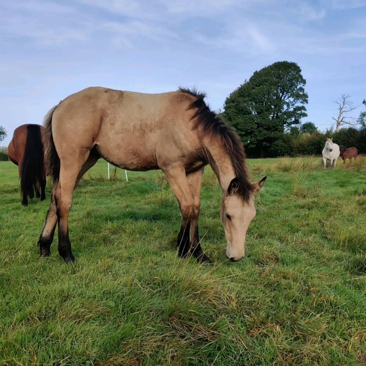 Foals for sale - Image 2