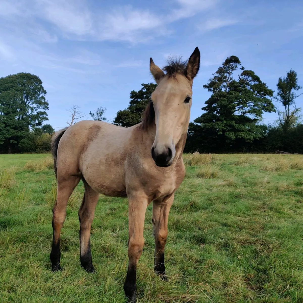 Foals for sale - Image 3