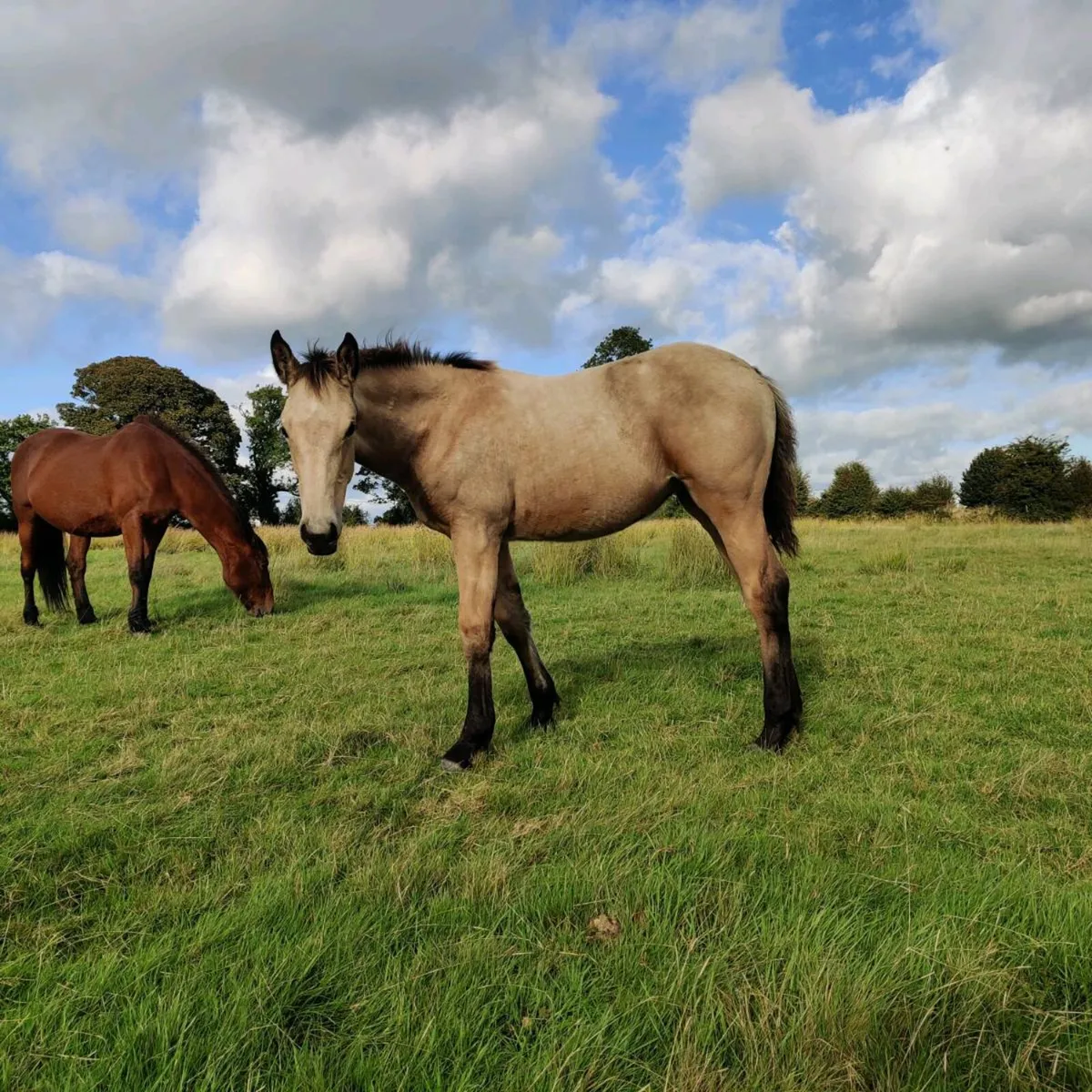 Foals for sale - Image 4