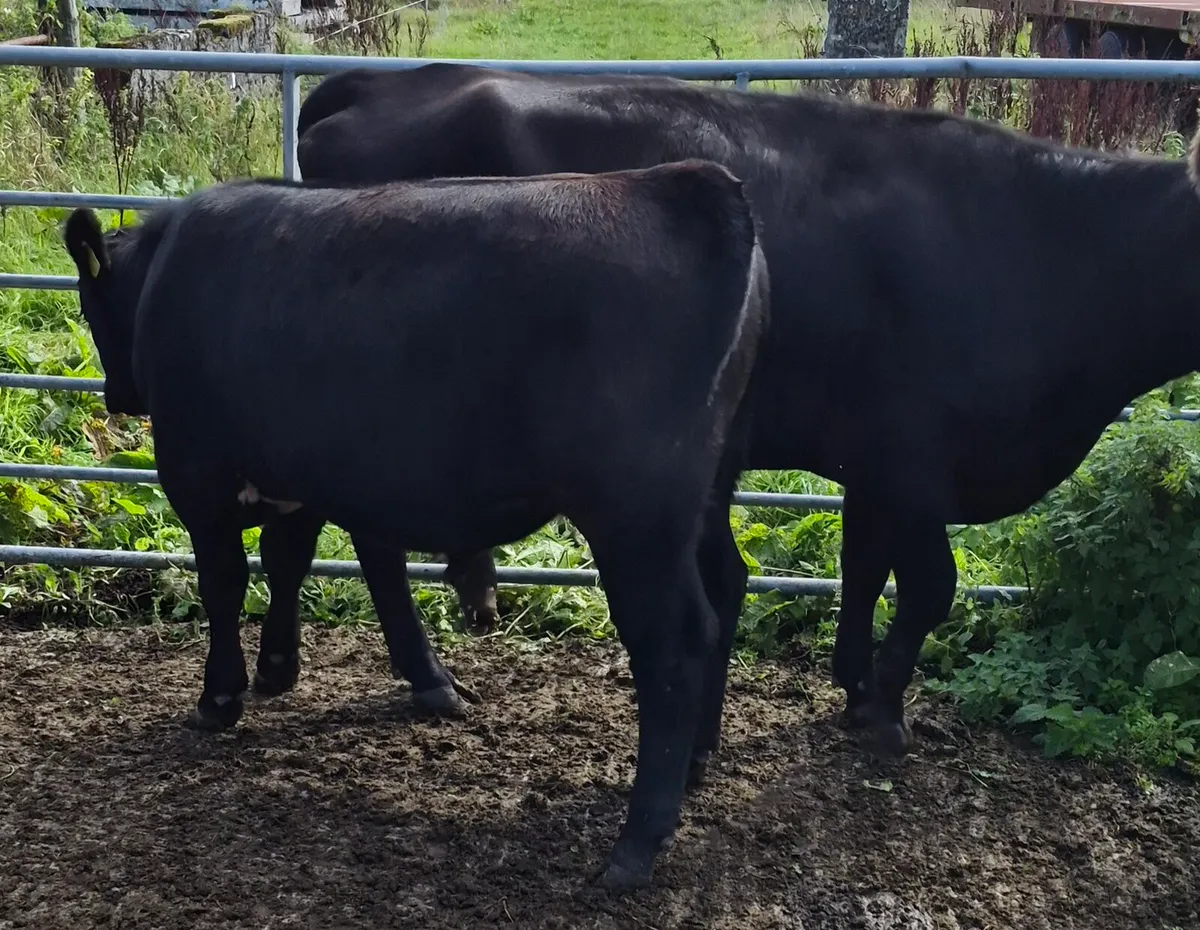 AAX HEIFER WITH AAX BULL CALF - Image 1