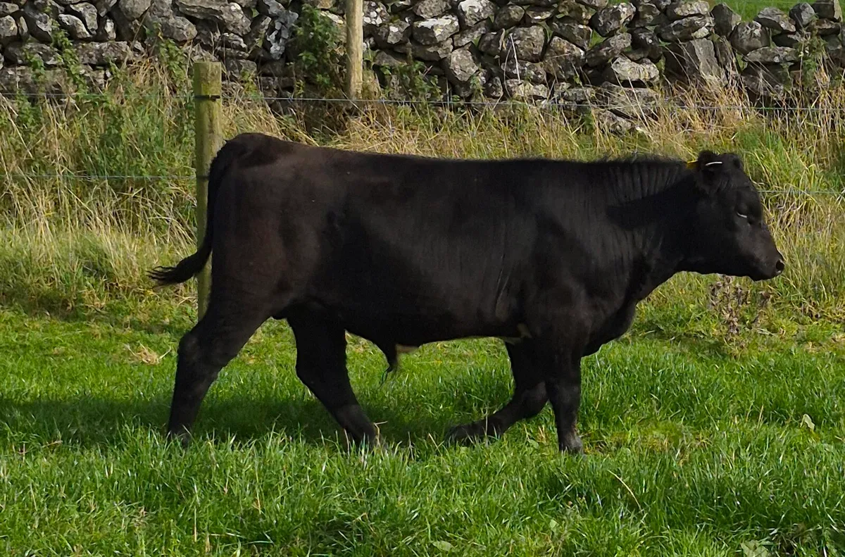 AAX HEIFER WITH AAX BULL CALF - Image 2